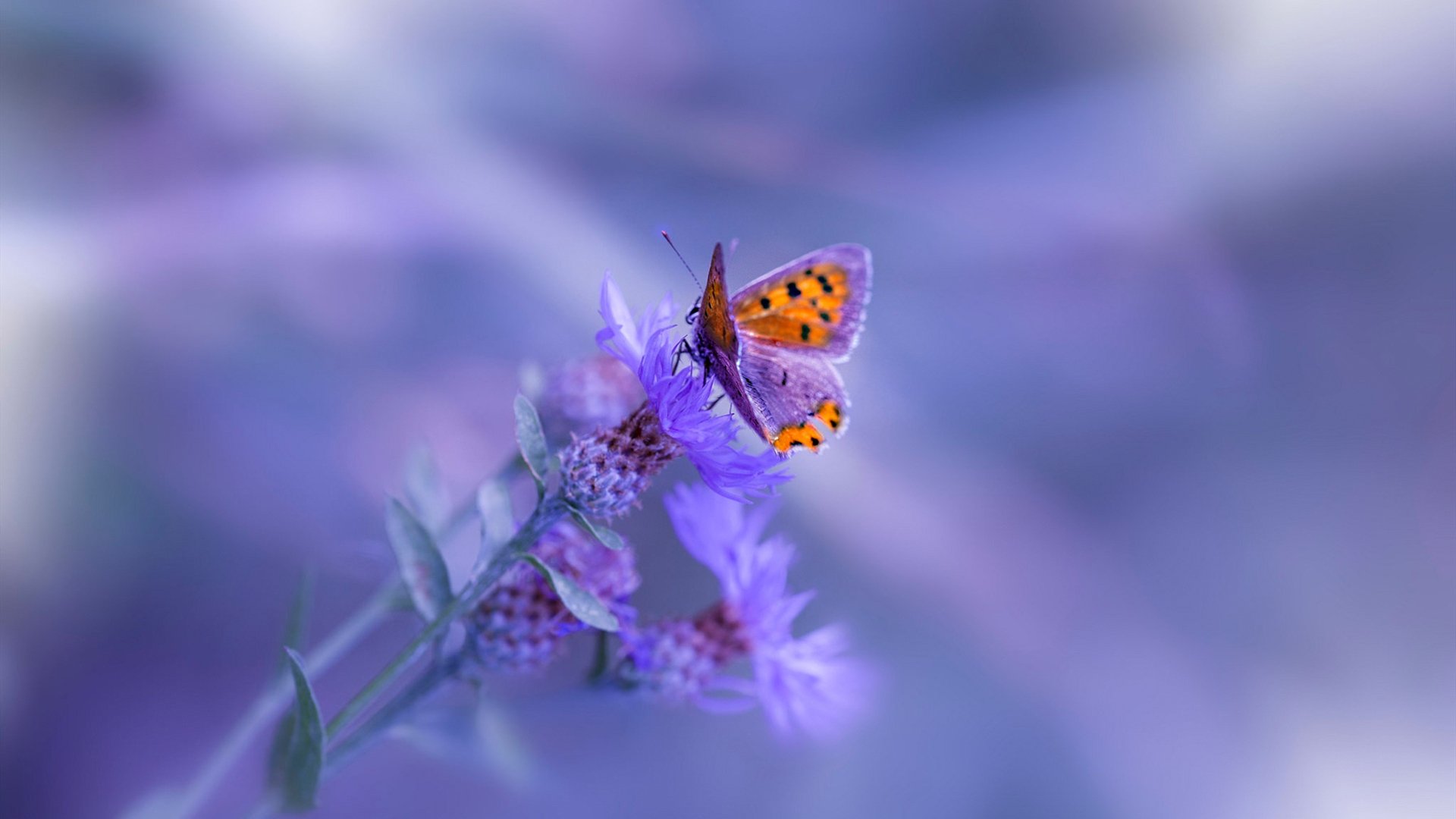 当狂野孟菲斯撞上铁血纽约，哈利伯顿用稳定写下最奢侈的答案